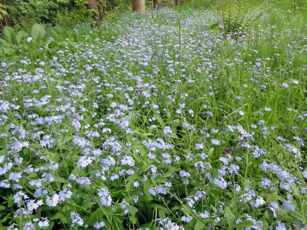 勿忘我-瀚阳绿化