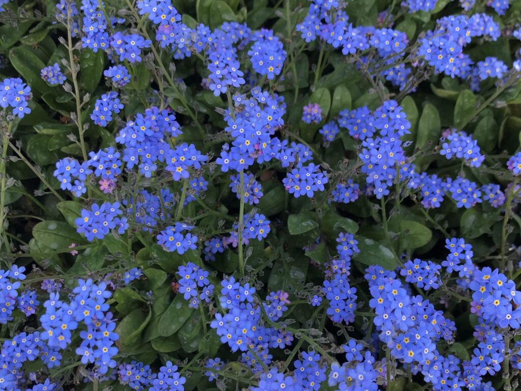 勿忘我-瀚阳绿化