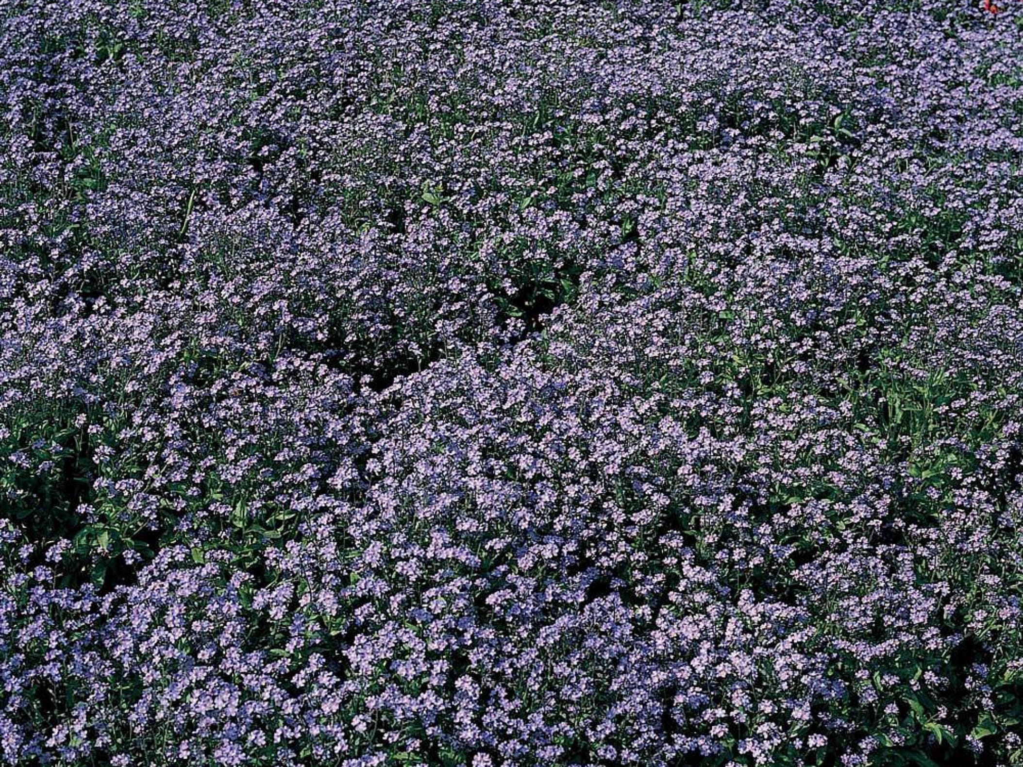 勿忘我-瀚阳绿化