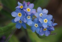 勿忘我花种子-瀚阳绿化