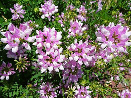 常见优质牧草-瀚阳绿化