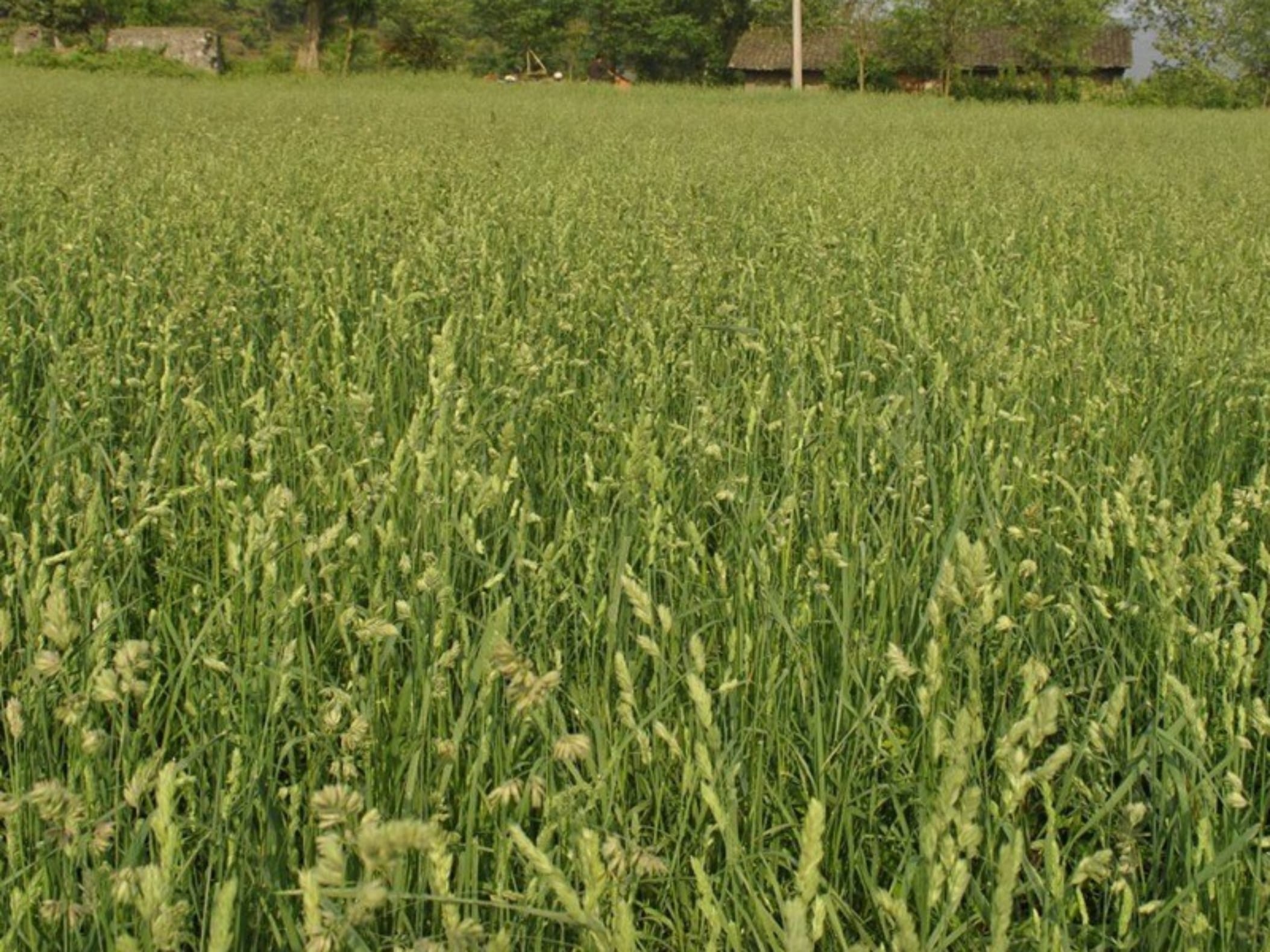 鸭茅草-瀚阳绿化