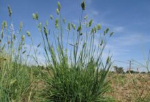 鸭茅草种子-瀚阳绿化