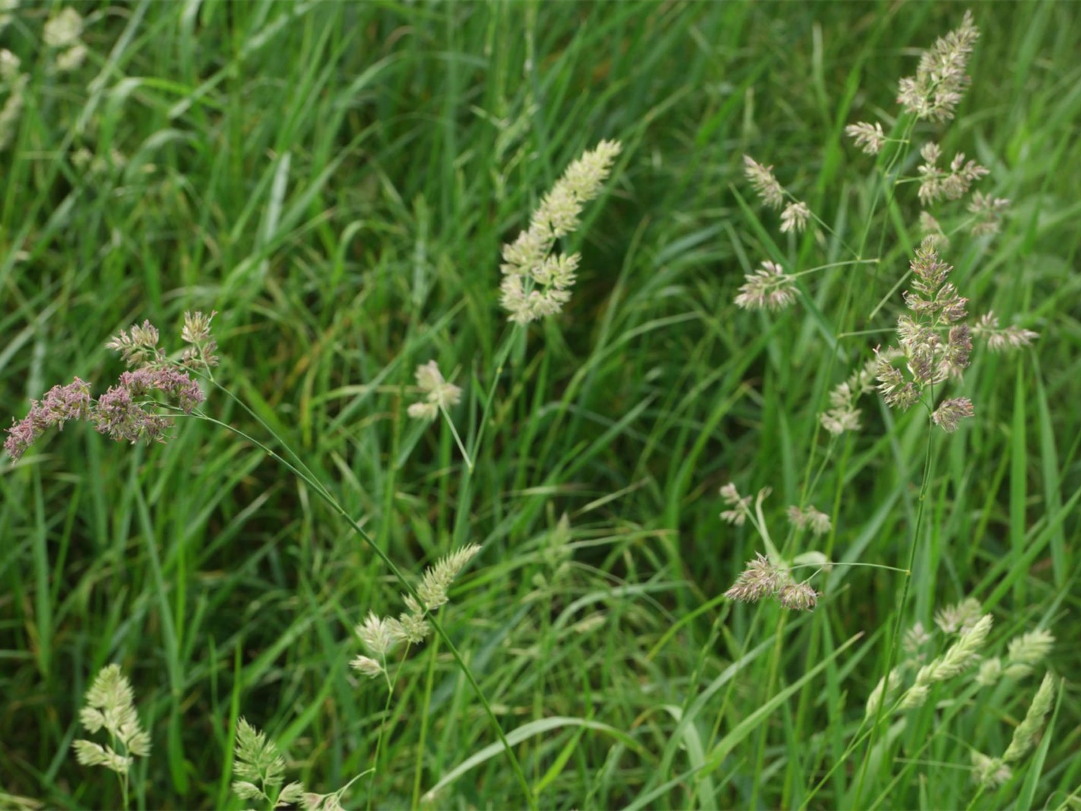 鸭茅草-瀚阳绿化