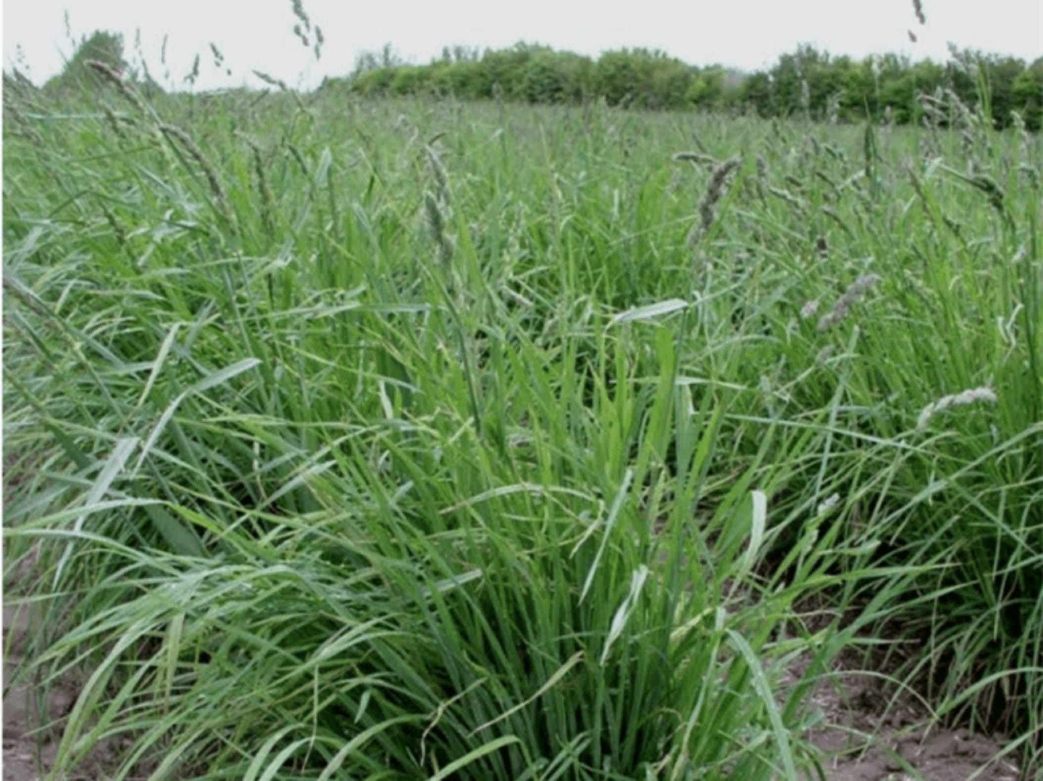 鸭茅草-瀚阳绿化