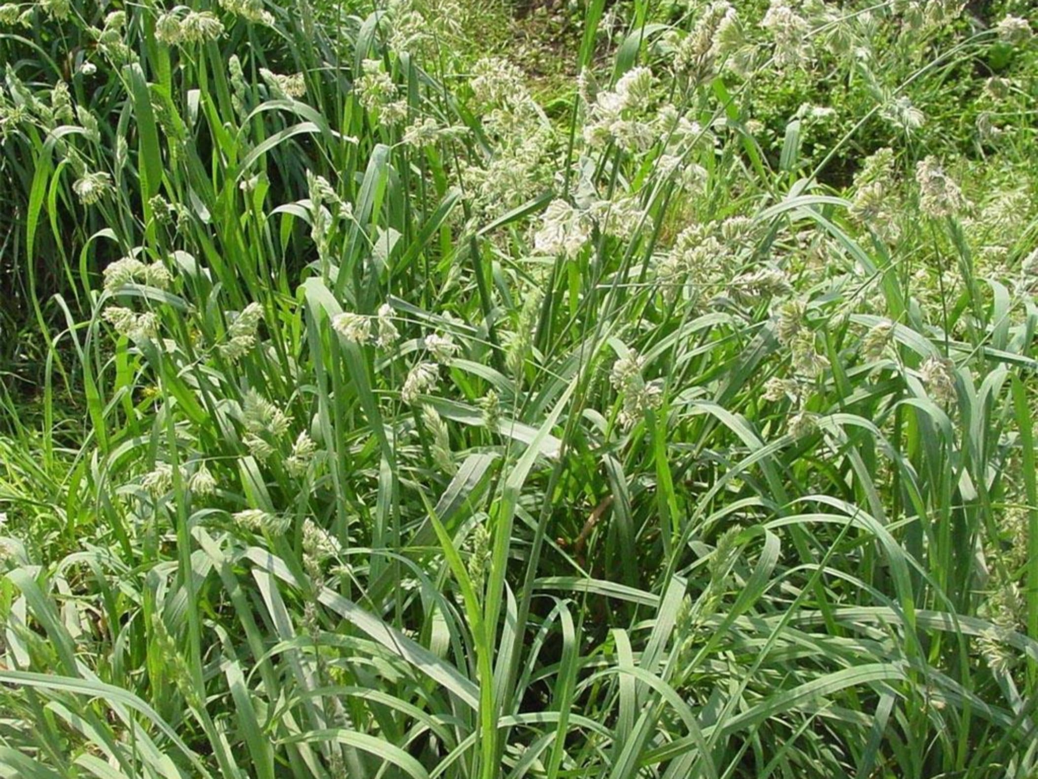 鸭茅草-瀚阳绿化