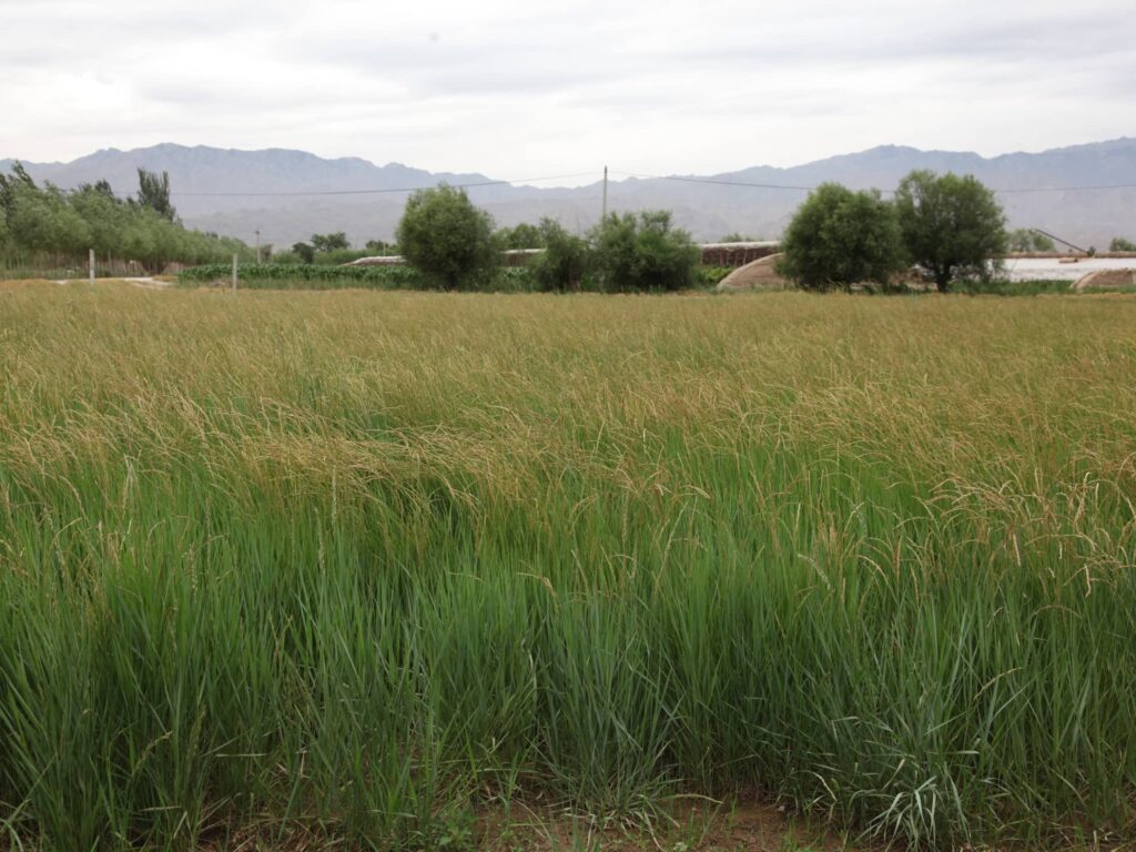 常见优质牧草-瀚阳绿化