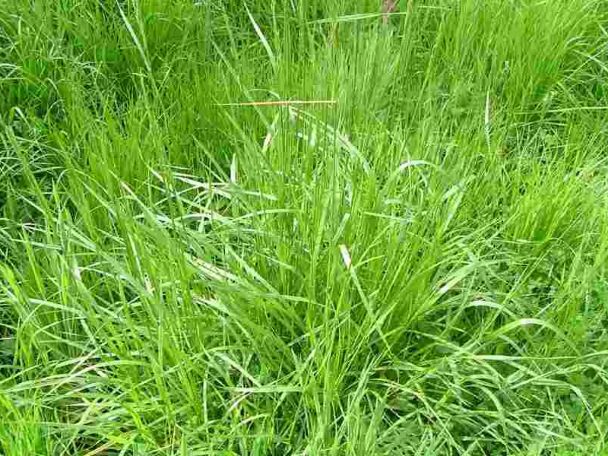 苇状羊茅-瀚阳绿化