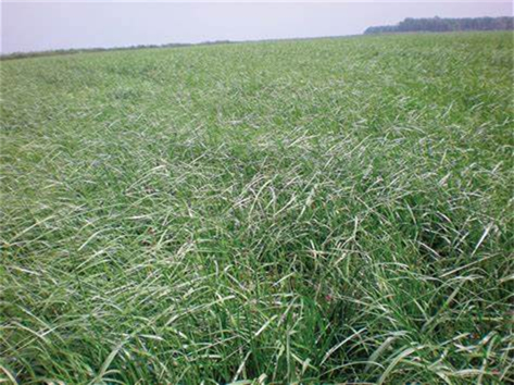 苇状羊茅-瀚阳绿化