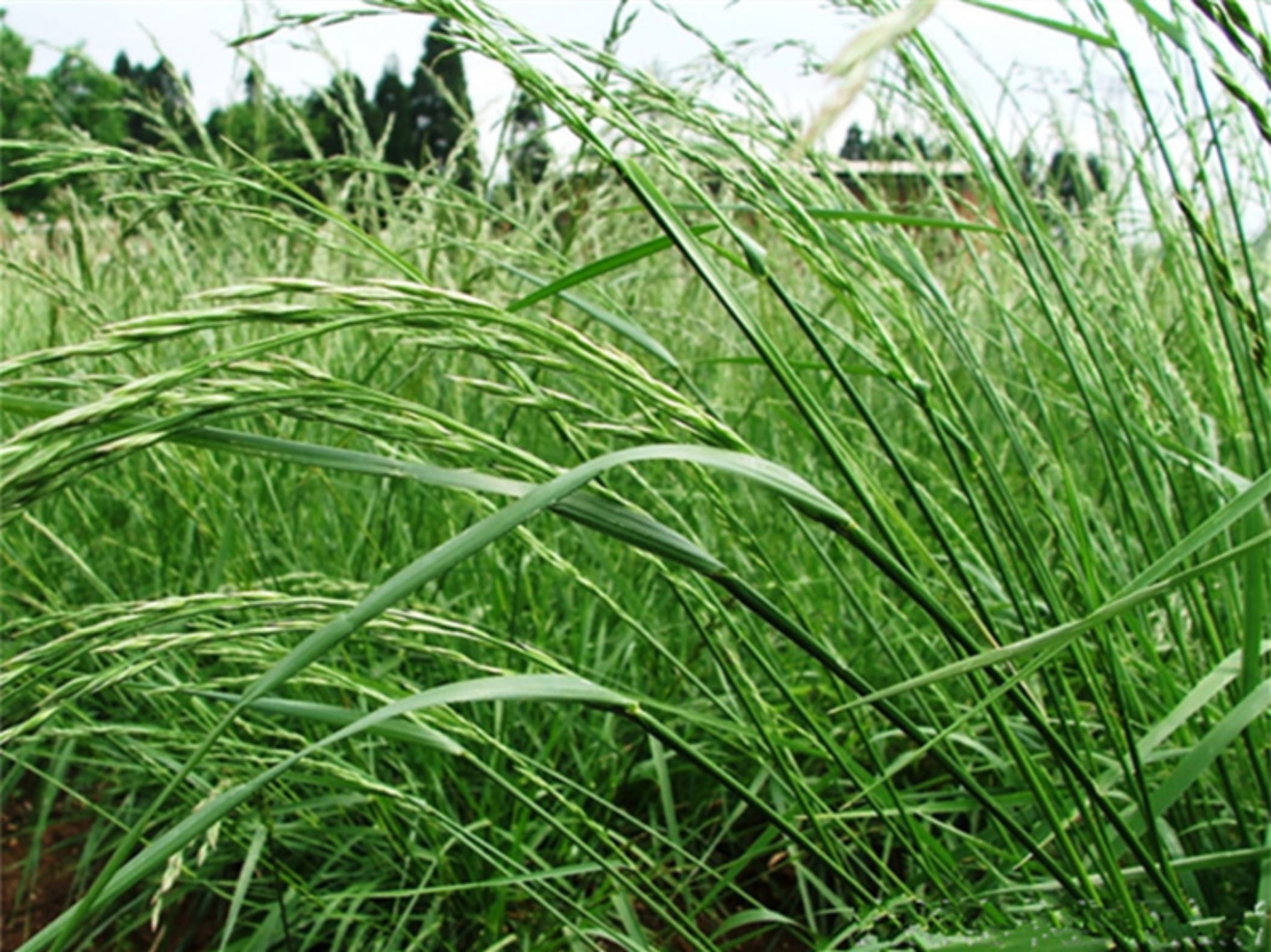 苇状羊茅-瀚阳绿化