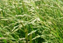 苇状羊茅种子-瀚阳绿化