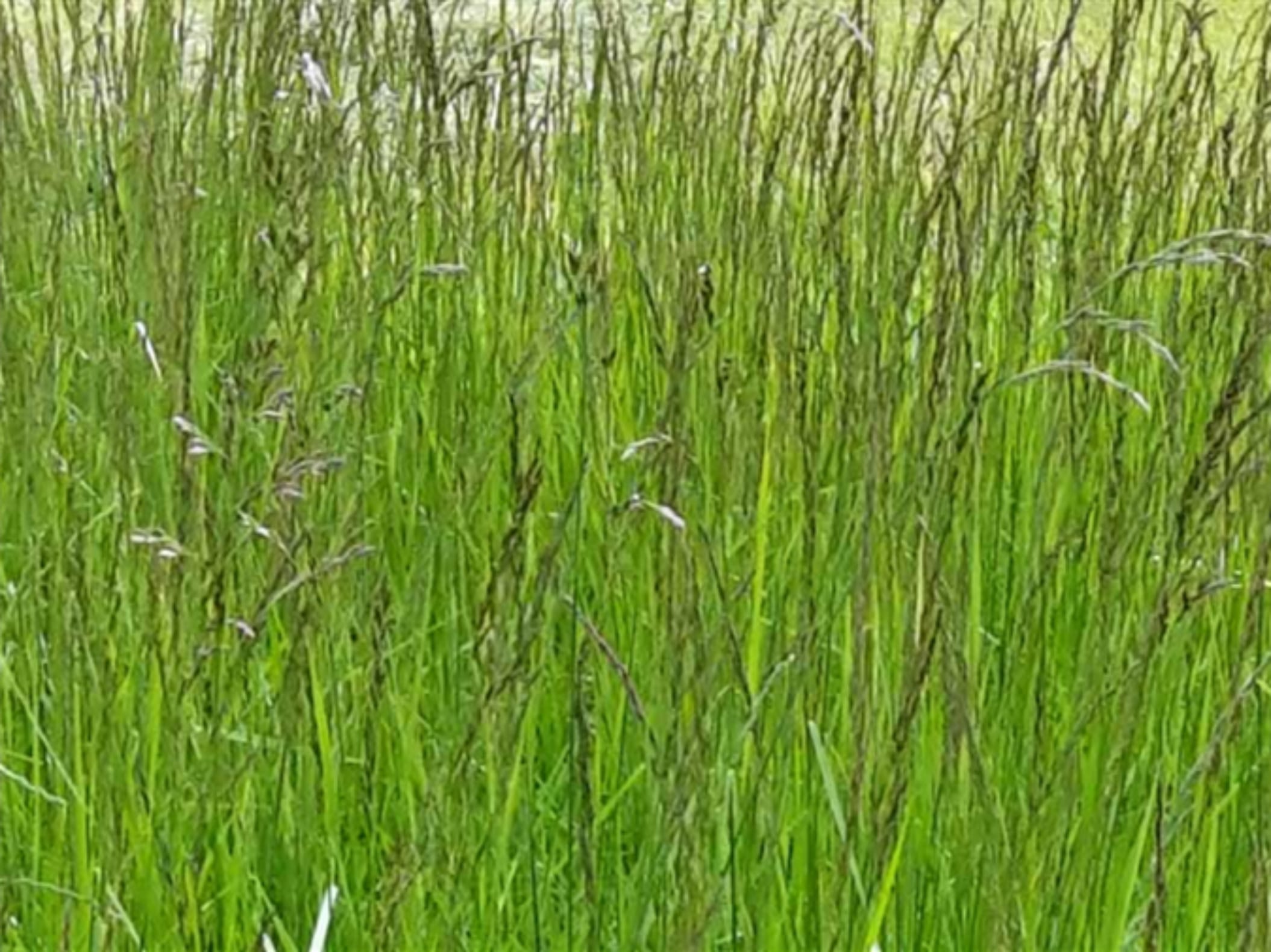 苇状羊茅-瀚阳绿化