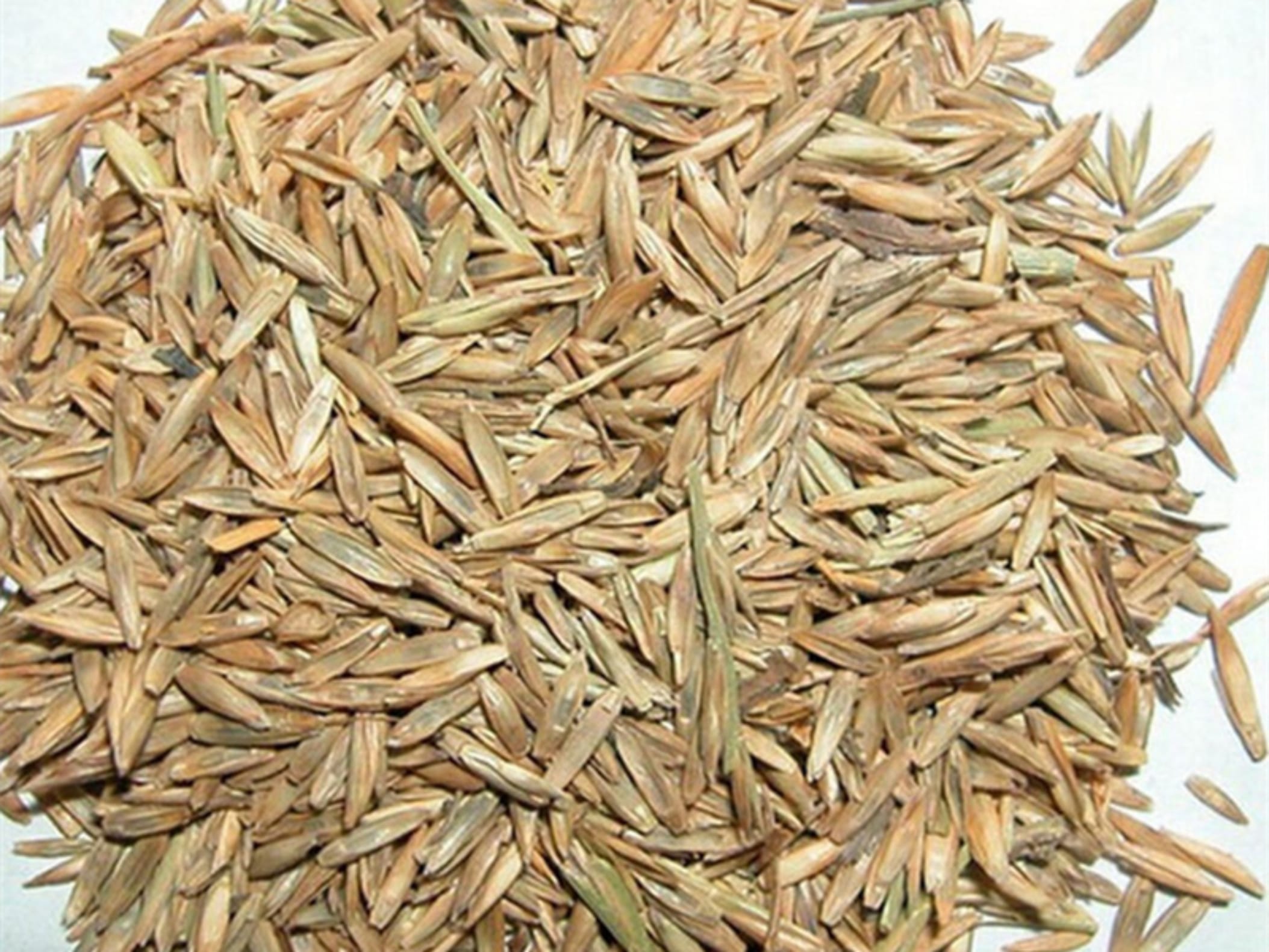 苇状羊茅种籽-瀚阳绿化