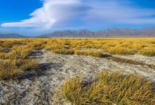 耐盐碱的草坪种子有哪些?-瀚阳绿化