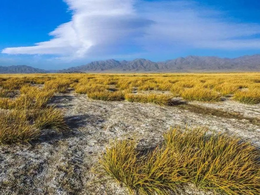 耐盐碱的草坪种子有哪些？-瀚阳绿化