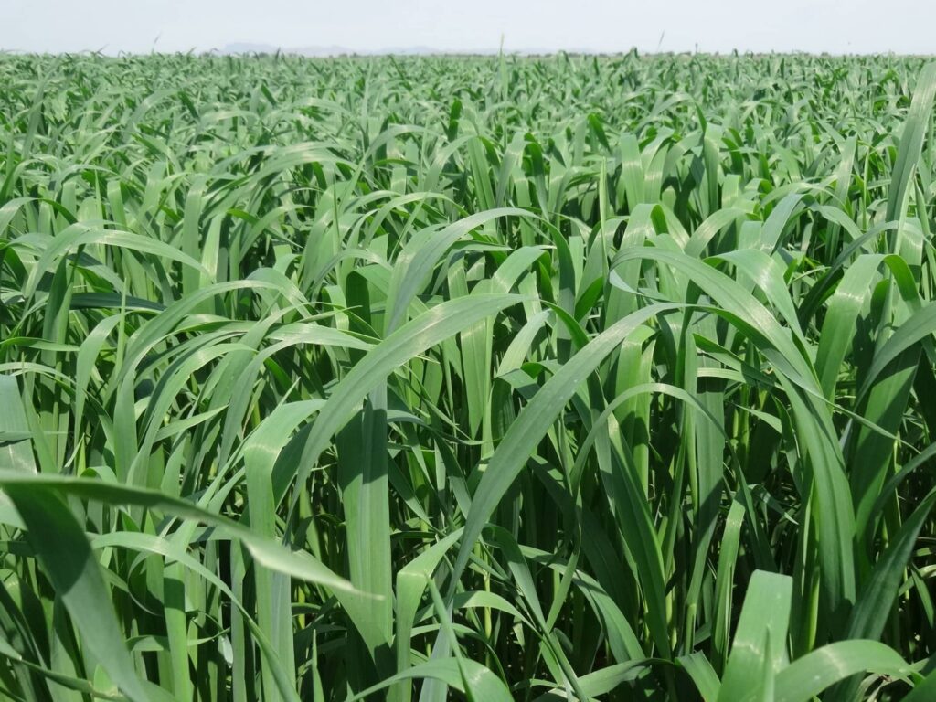 常见优质牧草-瀚阳绿化