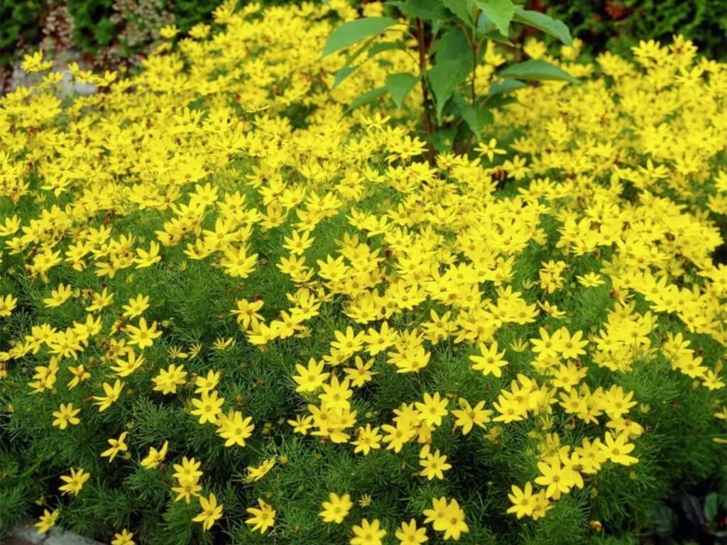 野菊花-瀚阳绿化