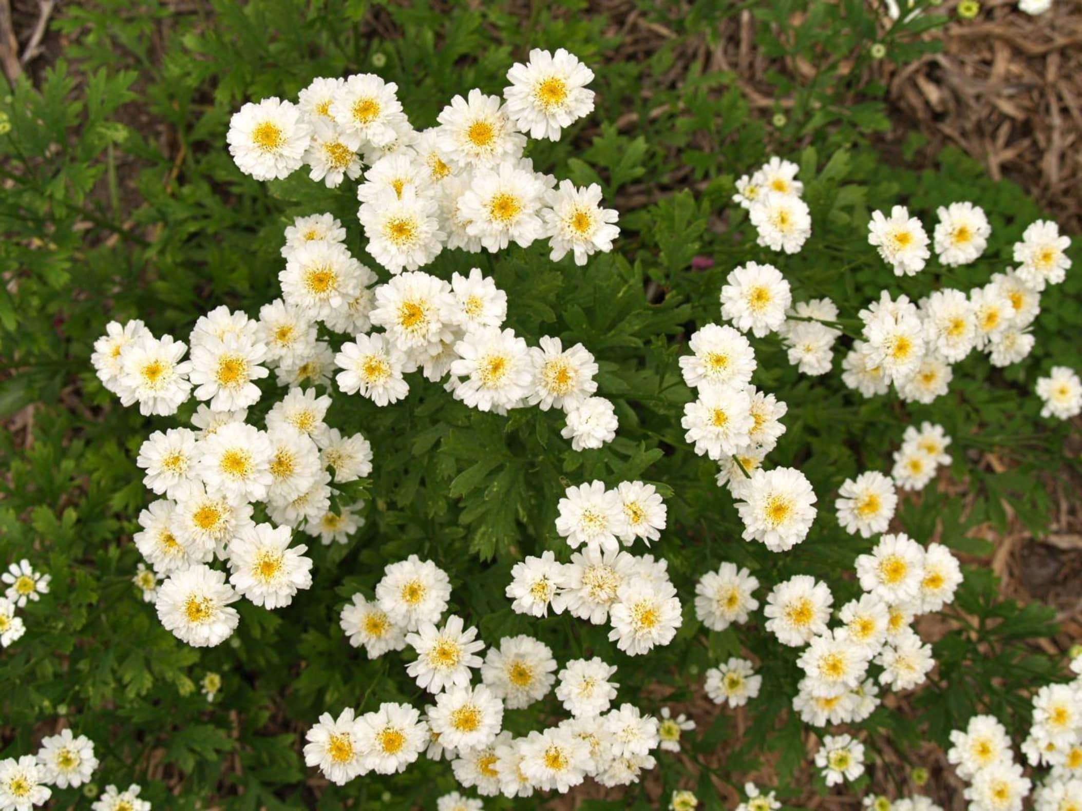 野菊花-瀚阳绿化