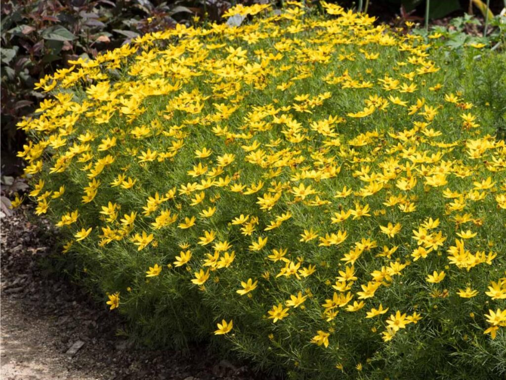 野菊花-瀚阳绿化