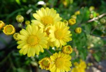 野菊花种子-瀚阳绿化