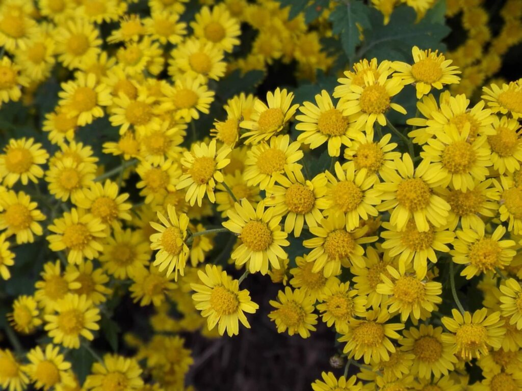 野菊花-瀚阳绿化