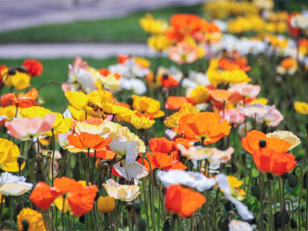 全年花海（种子种植）规划方案-瀚阳绿化