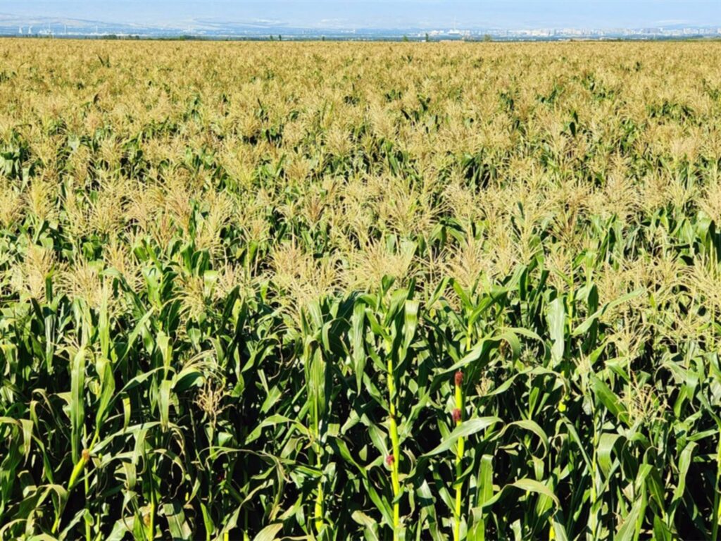 常见优质牧草-瀚阳绿化