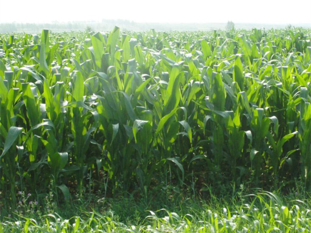 适合养羊的牧草种籽-瀚阳绿化