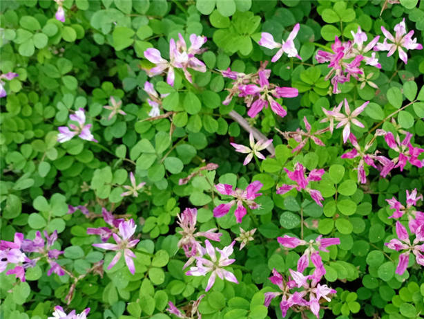 适合养羊的牧草种籽-瀚阳绿化