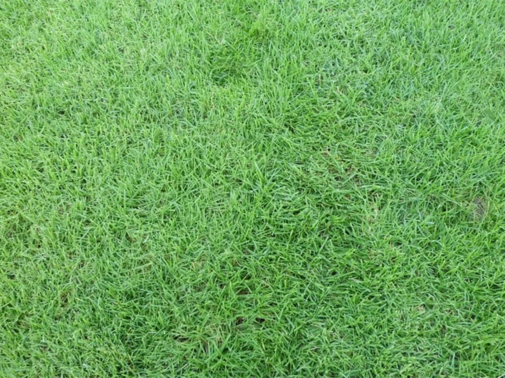 耐践踏·耐盐碱·耐高温——狗牙根的生态价值全解析-瀚阳绿化