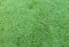 耐践踏·耐盐碱·耐高温——狗牙根的生态价值全解析-瀚阳绿化