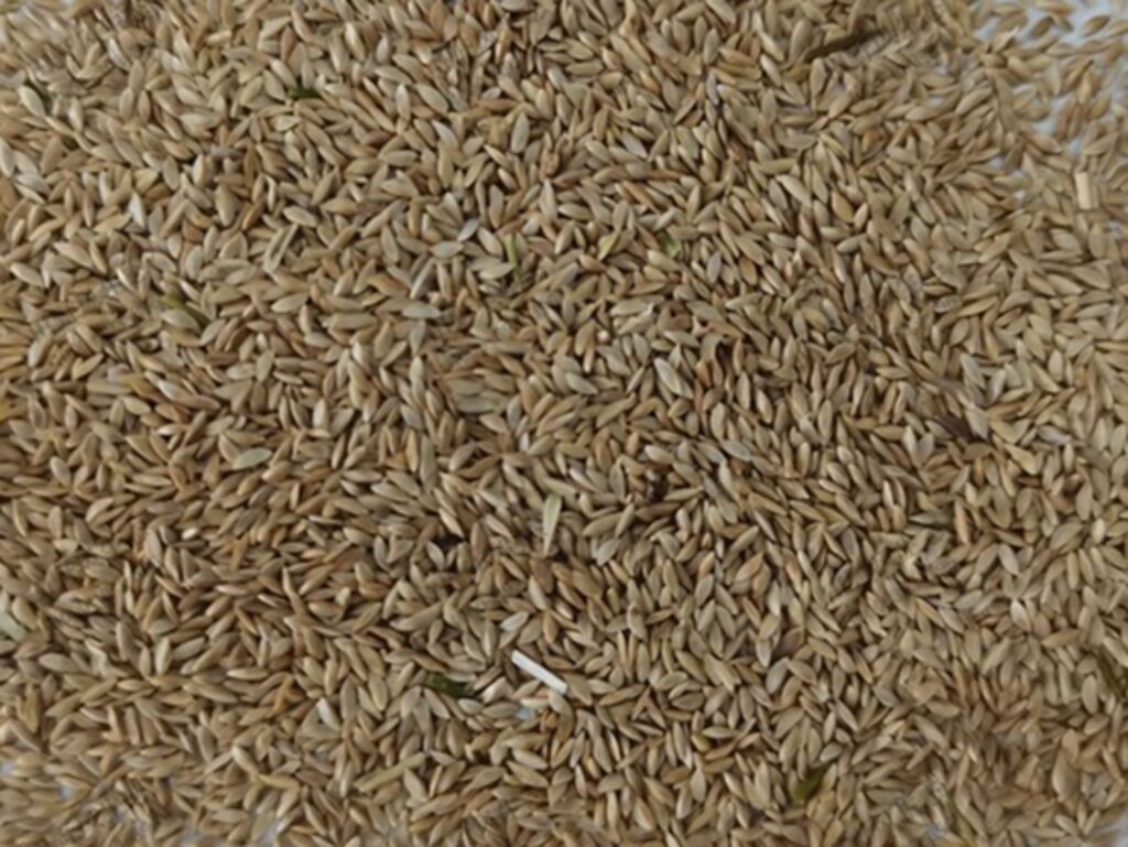 耐践踏·耐盐碱·耐高温——狗牙根的生态价值全解析-瀚阳绿化