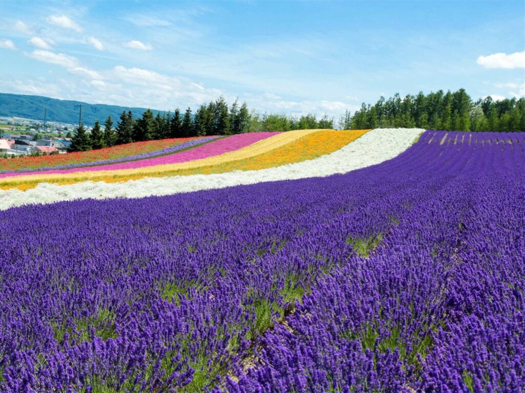 花海项目全周期运营策略-瀚阳绿化