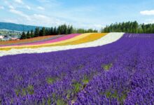 花海项目全周期运营策略-瀚阳绿化