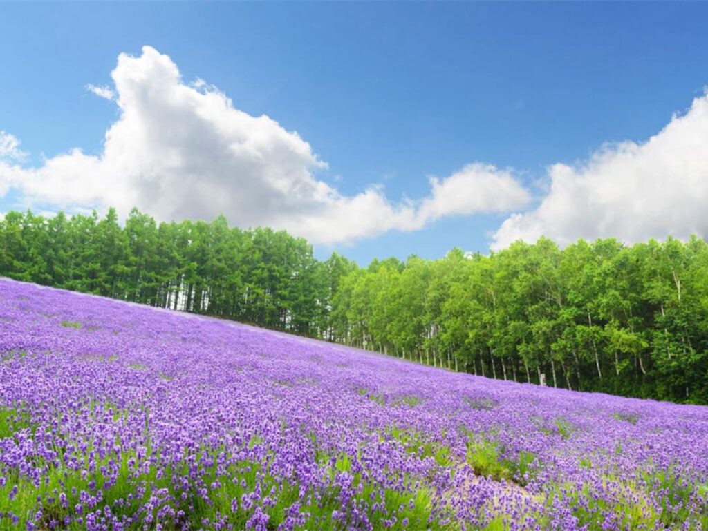花海项目全周期运营策略-瀚阳绿化
