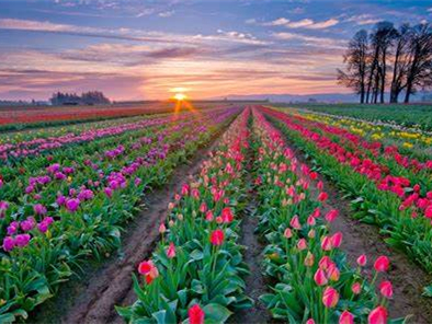 花海项目全周期运营策略-瀚阳绿化