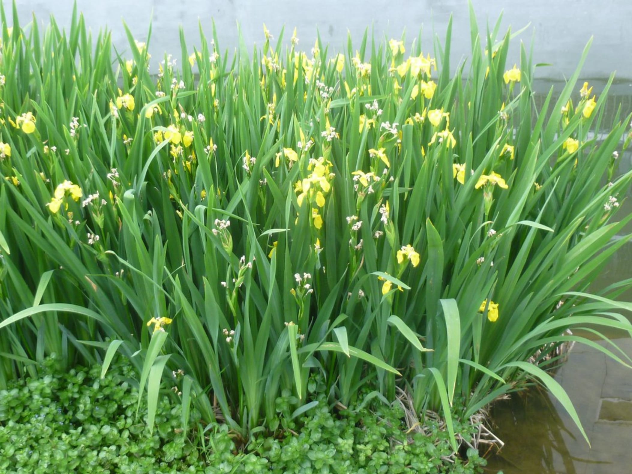 黄菖蒲-瀚阳绿化