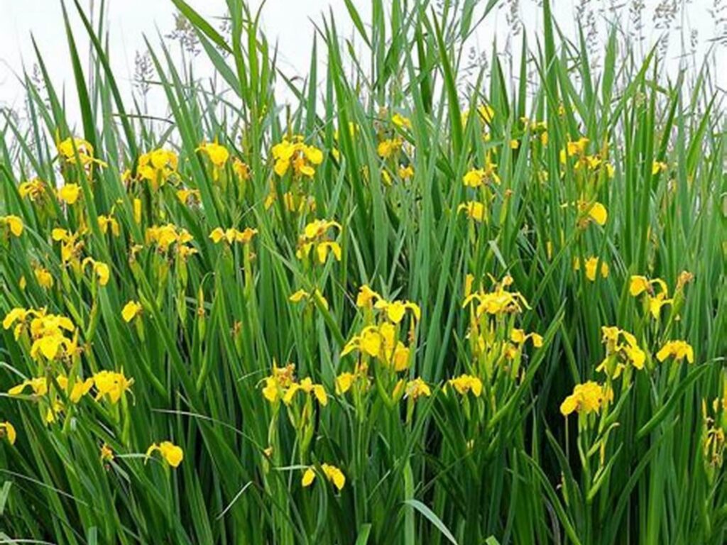 黄菖蒲-瀚阳绿化