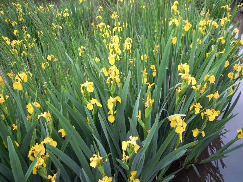 黄菖蒲-瀚阳绿化