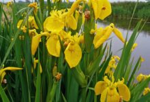 黄菖蒲种子-瀚阳绿化
