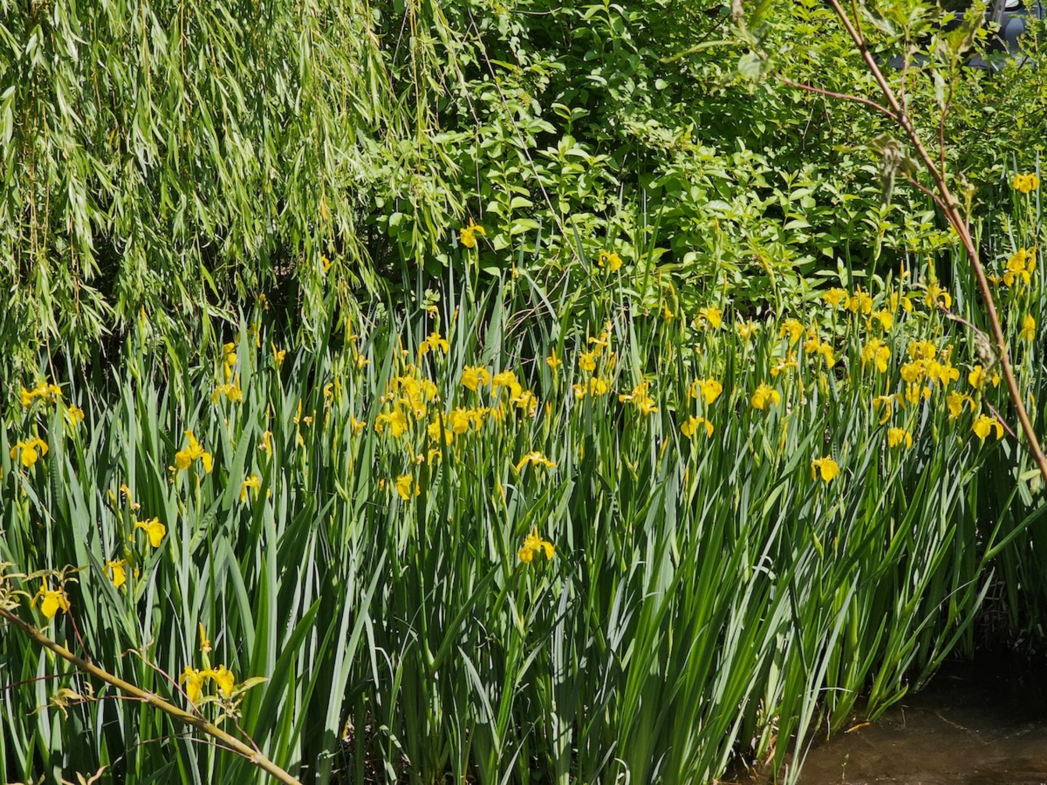 黄菖蒲-瀚阳绿化