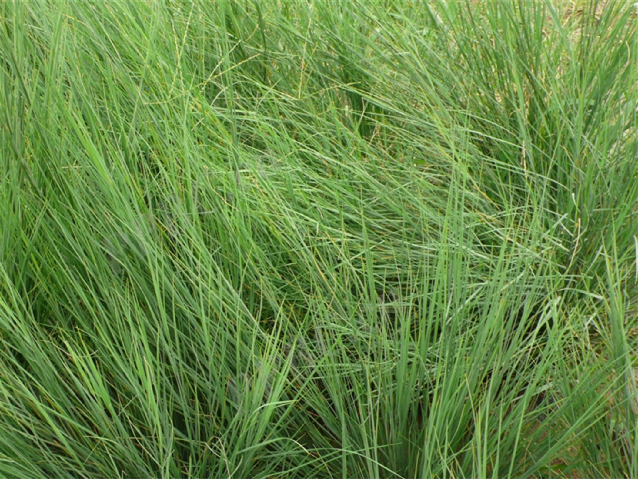 碱茅草-瀚阳绿化