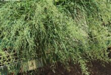 碱茅草种子-瀚阳绿化