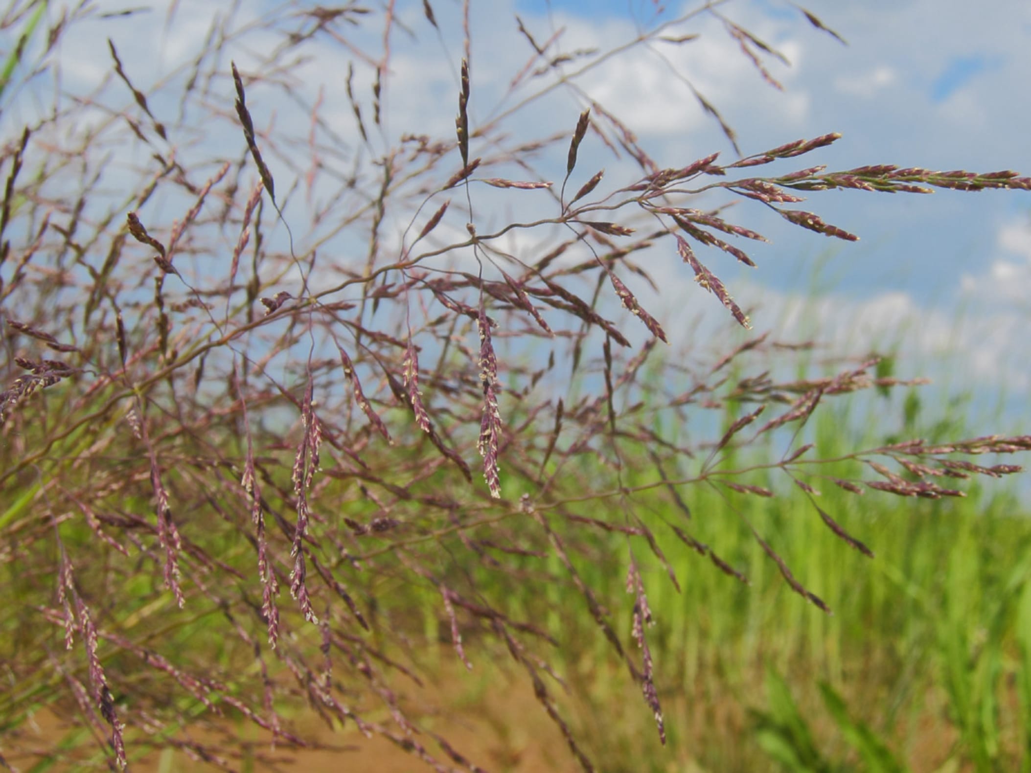 碱茅草-瀚阳绿化