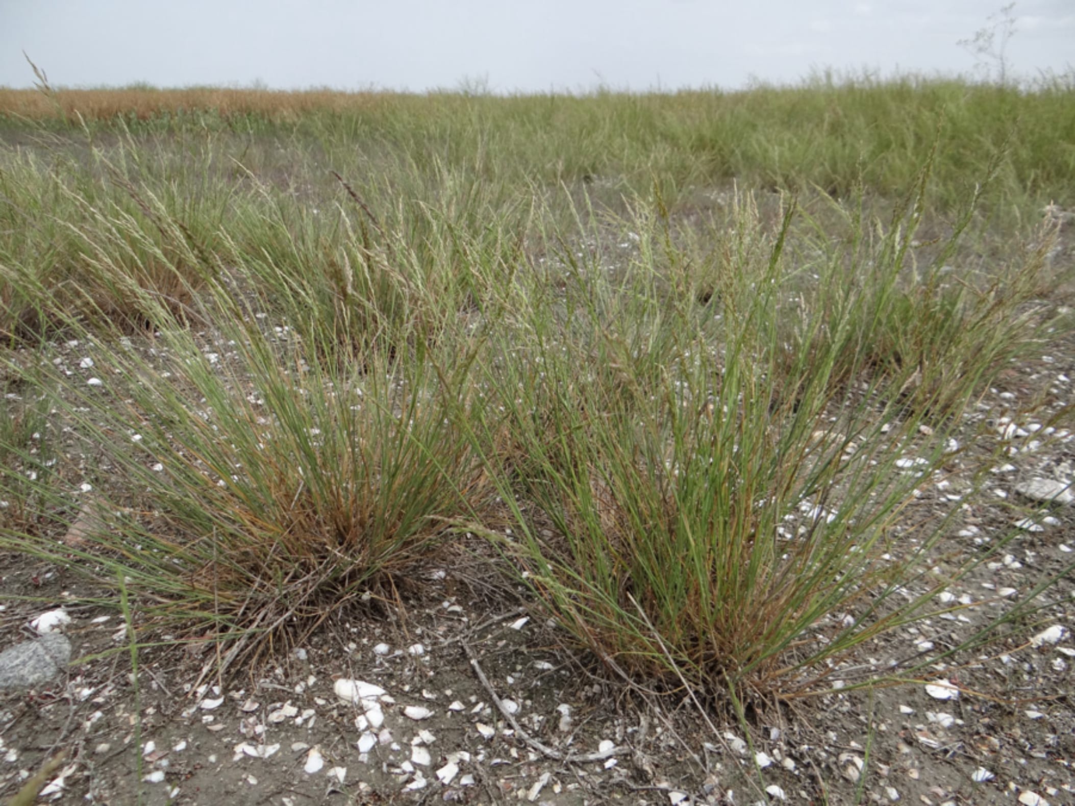 碱茅草-瀚阳绿化