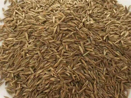 碱茅草种籽-瀚阳绿化