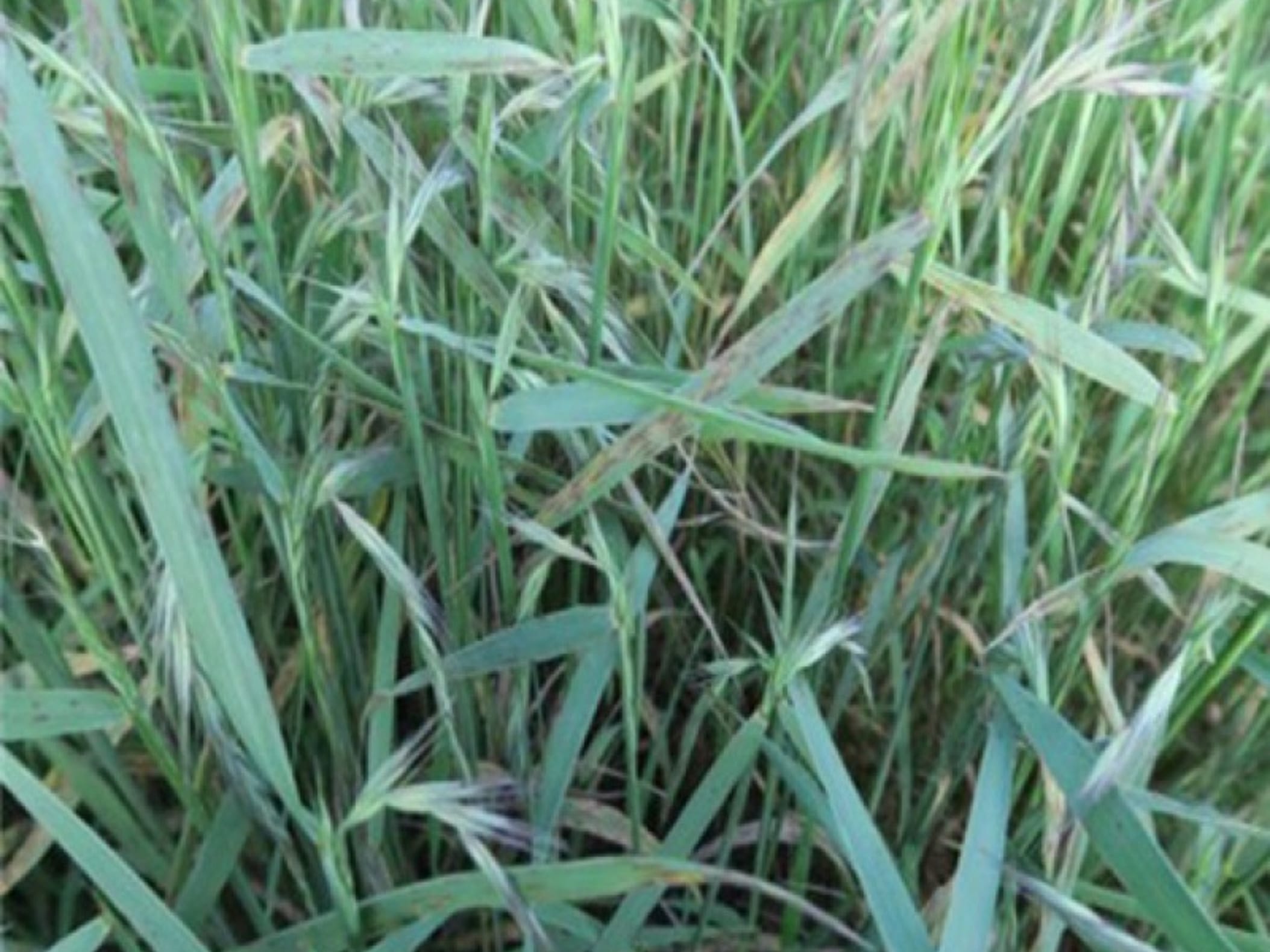 碱茅草-瀚阳绿化