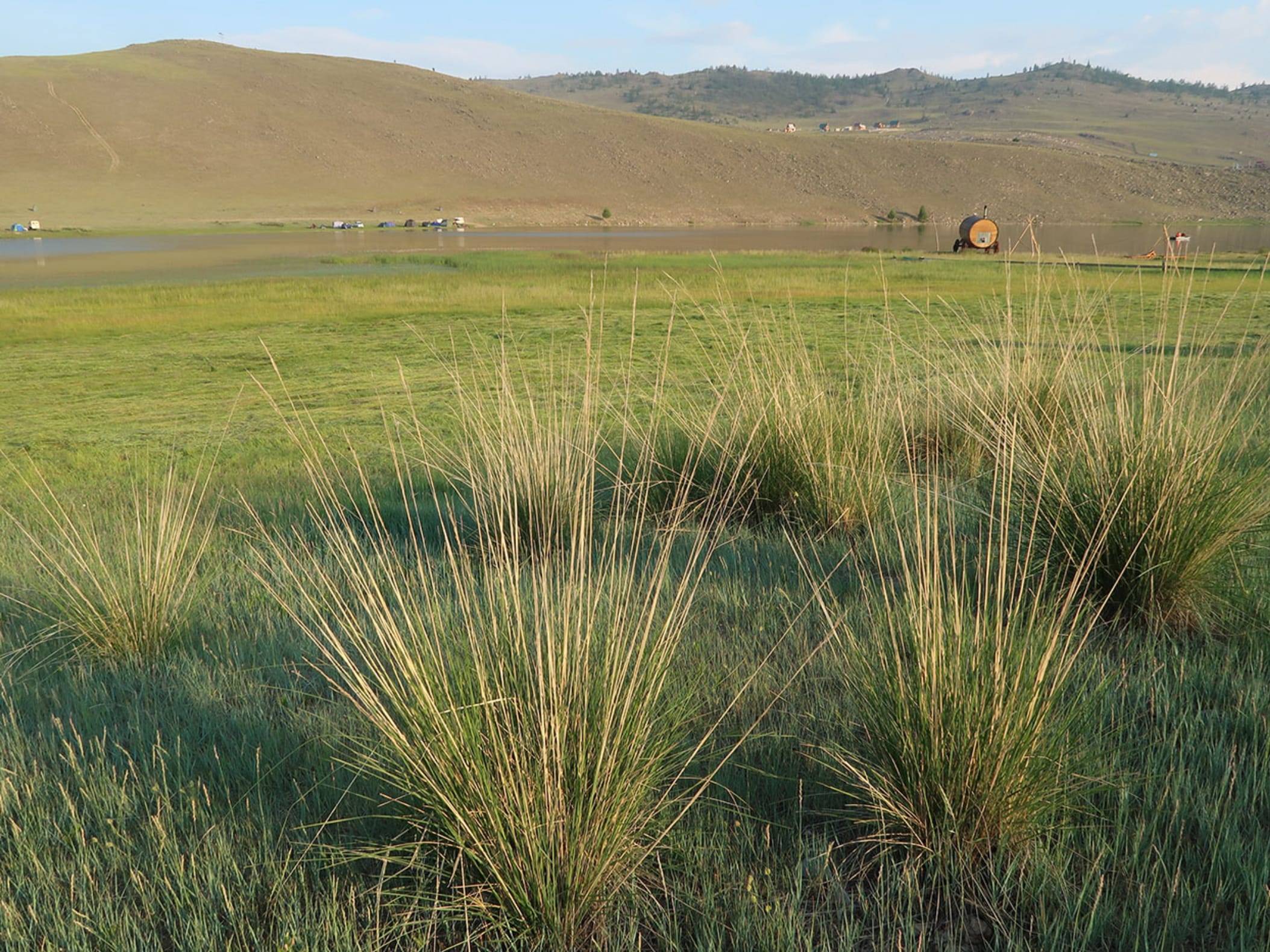 芨芨草-瀚阳绿化