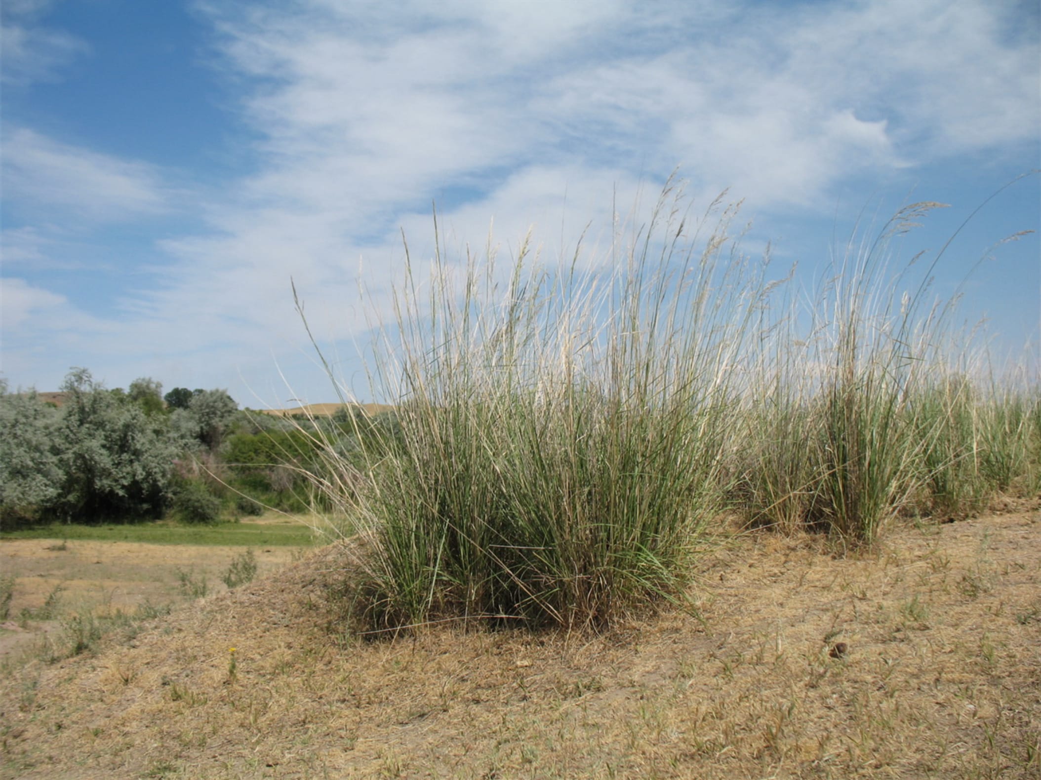 芨芨草-瀚阳绿化