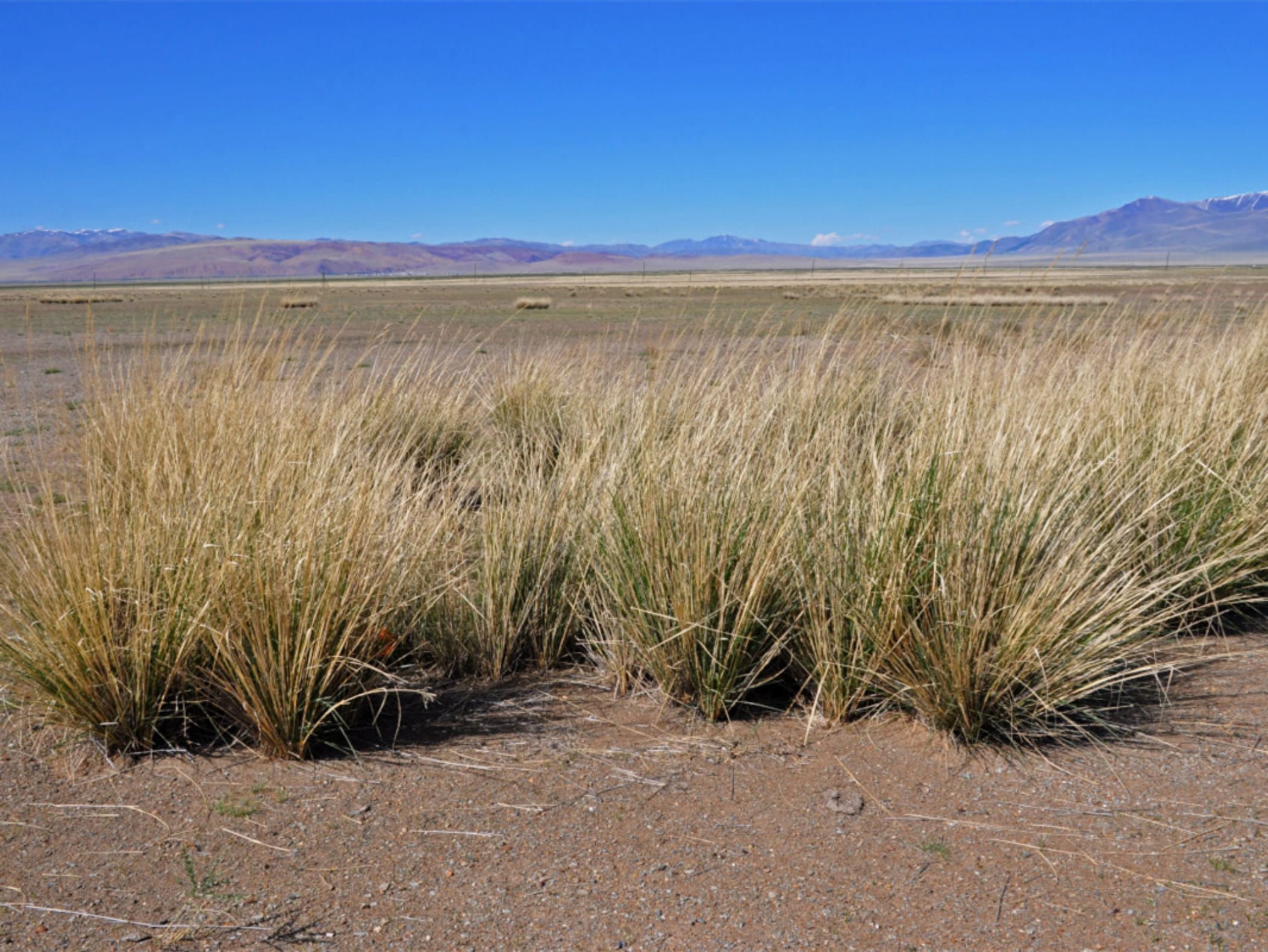 芨芨草-瀚阳绿化
